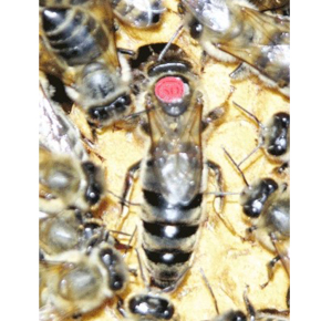 东北黑蜂王蜜蜂种王新产卵种王人工授精蜂王种蜂王蜜蜂意大利品种