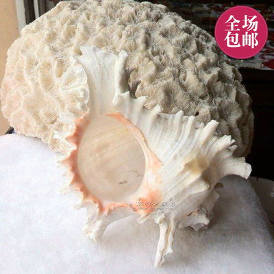 天然千手螺超大16cm海螺装饰收藏摆设礼品鱼缸珍藏工艺品珊瑚海