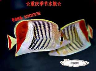 海水团 红尾蝶-海水鱼/观赏鱼
