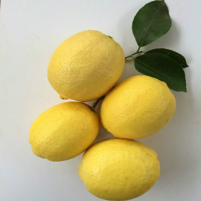 包邮 安岳柠檬一级果2斤3-5个 个大多汁 新鲜采摘 大果