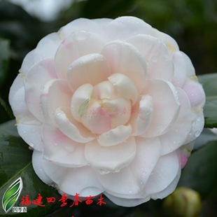 苍梧幻境茶花 俗称大五宝 多色花系 花开有十多色绿植原生苗福建