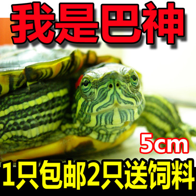 特价包邮 乌龟活体 巴西彩龟 红耳龟 情侣龟宠物水陆招财龟5CM
