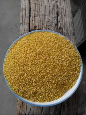 2015年小米安徽黄小米农家小黄米绿色有机小米月子米250克小米粥