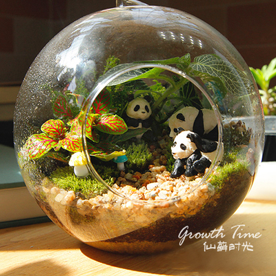 仙藓时光苔藓微景观生态瓶创意盆栽植物新年生日礼物动物熊猫成品