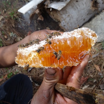 云南土蜂蜜280g 农家自产野生蜂蜜 原生态成熟蜜中华蜂蜂蜜