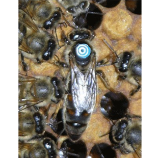 喀尔巴阡黑环系蜂王蜜蜂种王新产卵种王蜜蜂种蜂王产卵王喀黑王