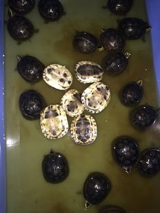 灰安步水龟观赏龟宠物龟