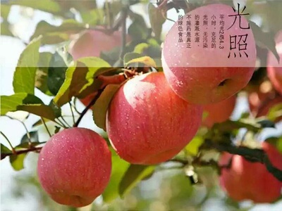 阿克苏冰糖心苹果红富士 新疆特产 5斤包邮