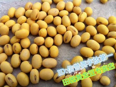 九块九 黄豆非转基因黄豆 九块九包邮 农家自种黄豆非转基因黄豆