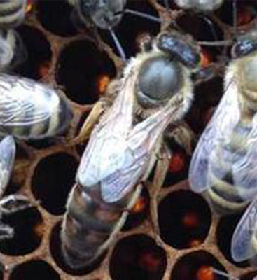 蜜蜂种王人工授精王新产卵种王高加索蜂王种蜂王产卵王意蜂王特价