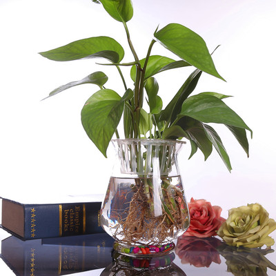 包邮热卖创意绿箩富贵竹观音竹风信子水仙花水培植物玻璃花瓶鱼缸