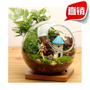 迷你透明圆形斜口生态玻璃瓶 多肉植物花瓶 居家水培微景观苔藓瓶