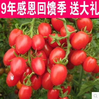 包邮批发蔬菜种子 樱桃番茄种子 红圣女果番茄种子 小西红柿种子