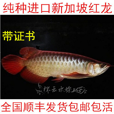 印尼红龙 新加坡红龙 证书芯片齐全 活体热带鱼红龙鱼