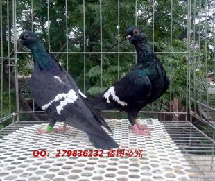 观赏鸽子 黑栏杆白裙种鸽一对价格活体宠物鸟 运输包活 近的包邮