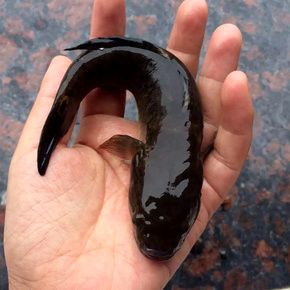 三门湾野生虎鱼 涂鳗蝤蠓虎杜鳗 海鲜水产鲜活 月子必备1斤4-6条
