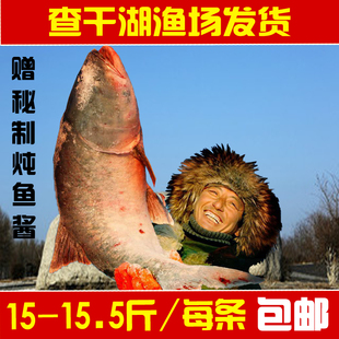 查干湖胖头鱼冬捕特产淡水野生鱼产地直供15斤新鲜查干湖鱼包邮