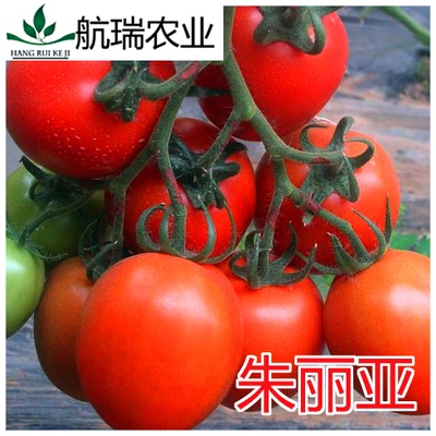 罗曼型  番茄种子-西红柿种子包邮 -卵圆形-朱丽亚
