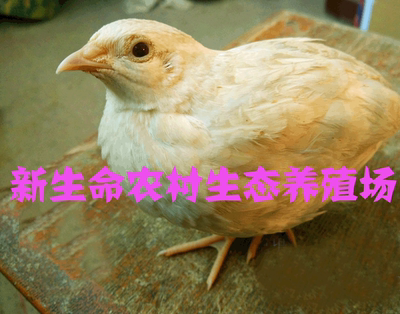 【预售】白色鹌鹑鸟天天下蛋白色青年白色鹌鹑鸟活体可当宠物