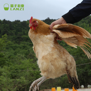 篮子农业山林散养老母鸡土鸡2年半 新鲜农家活鸡现杀放养笨鸡