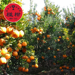 从江椪柑特产 贵州  柑橘现摘散装新鲜水果 原产地发货10斤起包邮
