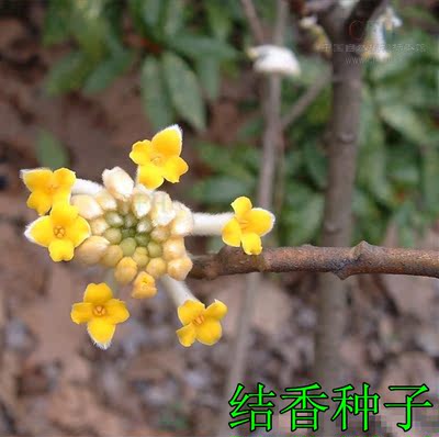 林木种子新采 结香种子 黄瑞香种子 打结花打结树家香 中药材种子