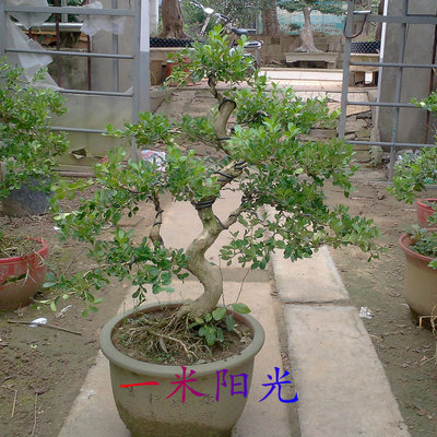 实物瓜子黄杨盆景室内花卉盆栽植物净化空气包邮