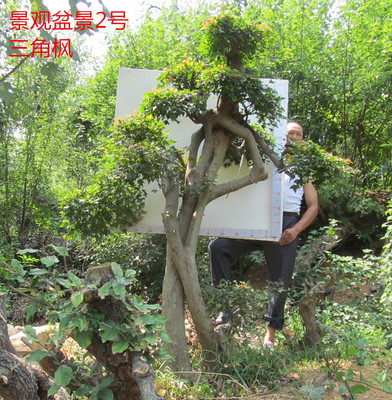 大型景观 三角枫精品中高端大型庭院植物老桩怪桩 活体艺术品