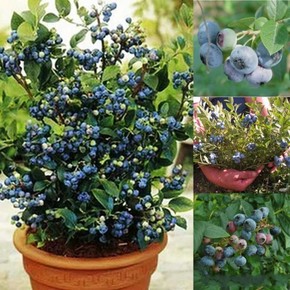 盆栽地栽果树苗 蓝莓树苗 蓝莓苗  兔眼蓝莓苗 南北方种植