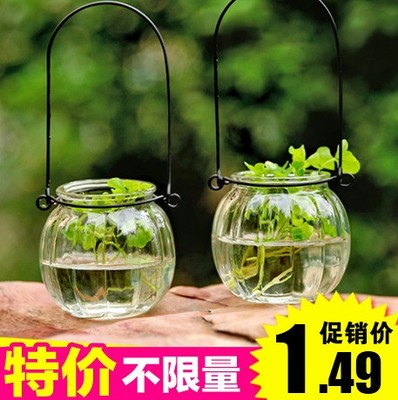 水培花瓶玻璃瓶南瓜插花小吊瓶(送铁环)绿植物吊瓶挂勾盆吊盆花盆