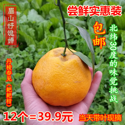 丹棱春见四川特产新鲜绿色健康丑橘子孕妇水果12个装现摘特价包邮