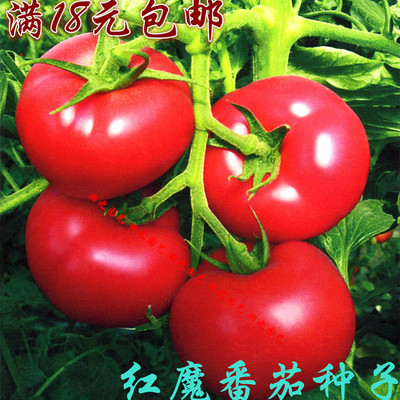9元包邮 红魔大西红柿种子 高产抗病蔬菜水果杂交一代红番茄种子