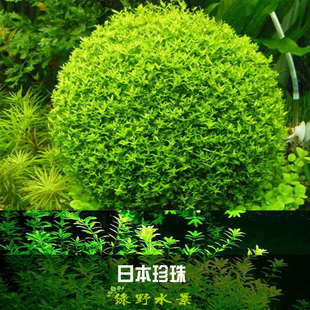 绿野水景 日本珍珠草100%自养水下叶水中叶适合做球体水草 10颗装