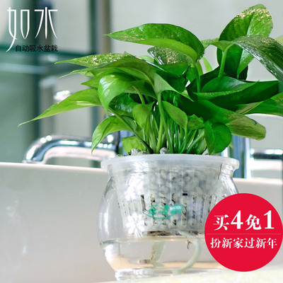 如水绿萝吊兰小盆栽 水培植物花卉 办公室内迷你桌面绿植整套好养
