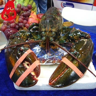 进口鲜活海鲜水产加拿大鲜活龙虾550-500克 波士顿大龙虾