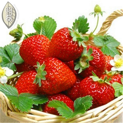 草莓苗盆栽 果树苗盆栽攀援牛奶油草莓 四季结果包成活南北方种植