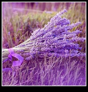 满10元包邮 狭叶薰衣草种子紫色香草花卉阳台种植盆栽 英国薰衣草