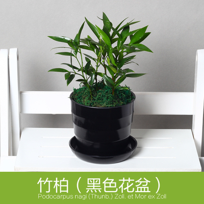 竹柏创意植物净化空气绿植室内办公室有氧盆栽桌面盆景防辐射