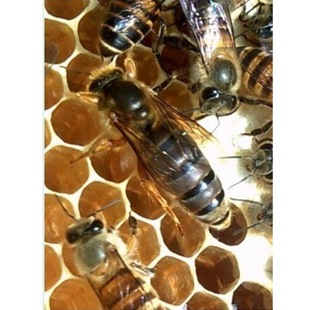 中华蜜蜂双色王中蜂王新产卵种王人工授精种蜂王新蜂王种王