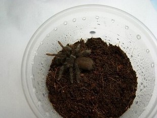 海格力斯巨人巴布宠物蜘蛛幼体5cm