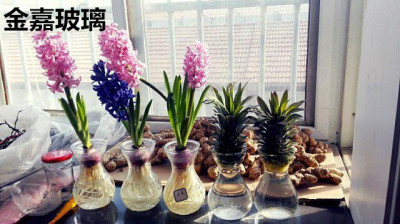 风信子玻璃瓶水培瓶透明花瓶培养皿绿萝瓶种球专用新款现代花瓶
