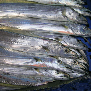 新鲜海鲜 东海纯野生小眼睛大带鱼 刀鱼水产非冷冻非养殖2斤起拍