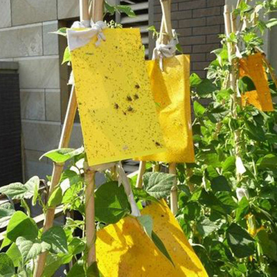 园艺优质无公害粘虫板诱虫板捕虫板家庭阳台菜园必备菜物理除虫