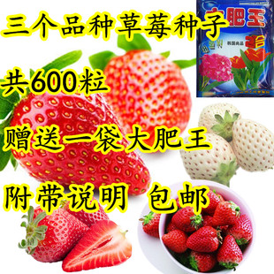 四季播草莓种子套餐 包邮盆栽蔬果多肉水果种子600粒