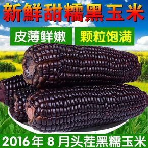 2016年7月山西琪悦甜糯非转基因小黑玉米棒18根真空包装黑玉米棒