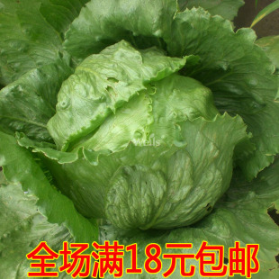 花仙子结球生菜种子 蔬菜西生菜 四季可播 出芽率高 150粒C050