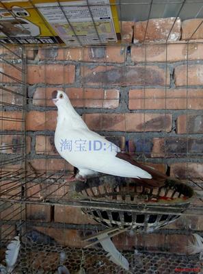 观赏鸽/玩赏/紫点子鸽子 全国发货包活 宠物活体鸟 成年种鸽