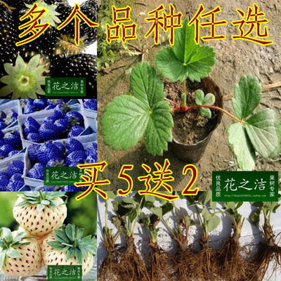 四季盆栽草莓苗 蓝色草莓苗 奶油草莓苗 海蓝之星草莓果苗 多品种