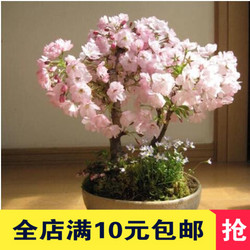 进口日本樱花种子 花卉苗木 多品种选择