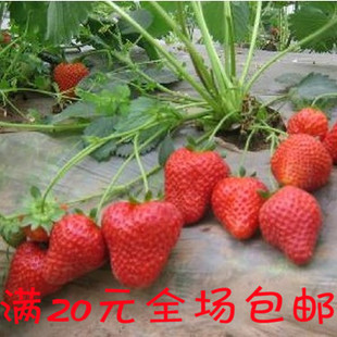 水果种子 草莓种子盆栽 菜园四季草莓 易种植 口味甜美原装约百粒